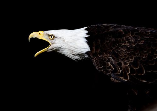 Bald eagle by Veronie Hulleman