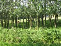Achter de bomen