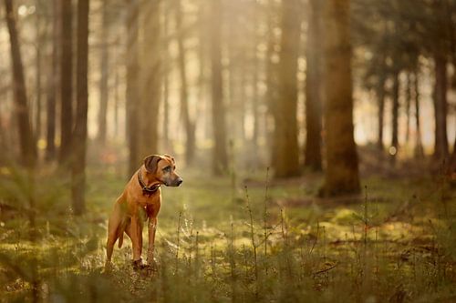 rhodesian ridgeback dans la forêt