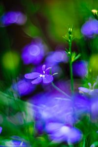 The blues von Marianne Hijlkema-van Vianen