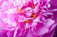 Bloeiende roze pioenroos van Marcel Bakker thumbnail