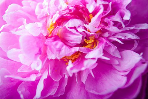 Flowering pink peony