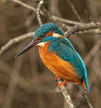kingfisher in winter by Wouter Van der Zwan