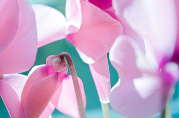 Roze Bloemen - Cyclamen, Turqoise van Nicole Schyns