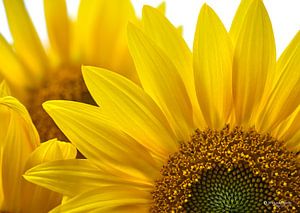 Sonnenblume von Wim van Berlo