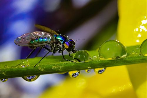 FLY