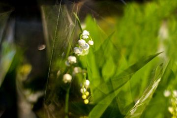 Lente bloemen / Lelietje-van-Dalen