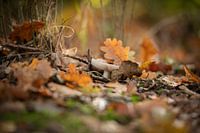 Herbst in Friesland, Oenkerk