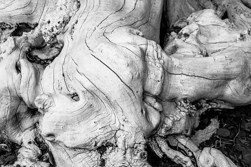 Abstraction racine d'arbre noir et blanc par Dieter Walther