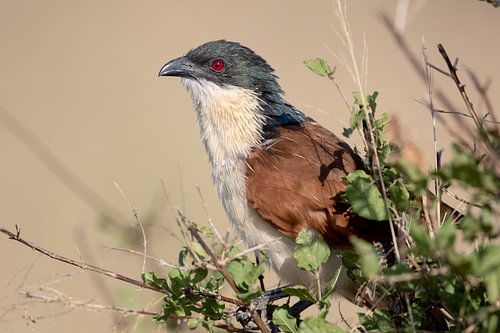 Spur Cuckoo by Angelika Stern