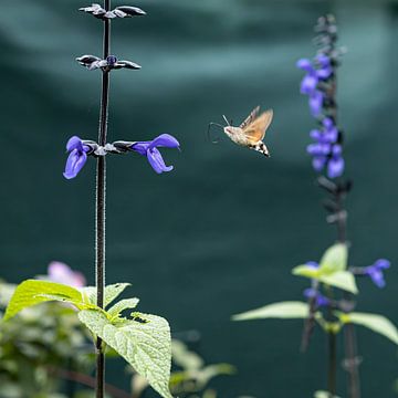 Kolibrievlinder op zoek naar eten. van Huub de Bresser
