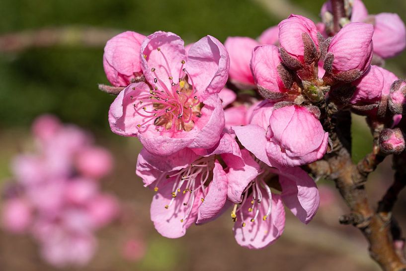 Nektarine, Prunus persica von Alexander Ludwig