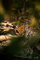 Schmetterling