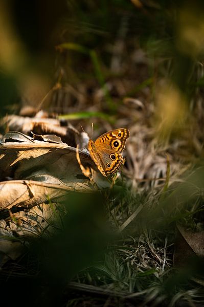 Schmetterling von Daniel Damnitz