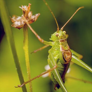 What are you looking at? by Peter Slagmolen