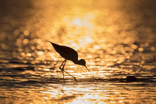Steltkluut in zonsondergang