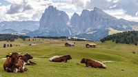 Cows in a green alpine meadow
