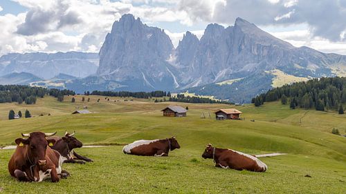 Cows in a green alpine meadow