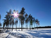 Zon door de bomen