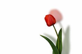 Red tulip by Berthold Ambros