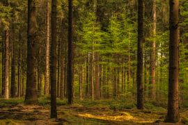Stimmungsvoller Drenther Wald im Sonnenlicht von Mariska Stam