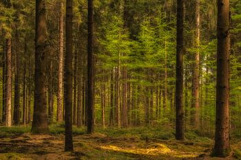 Stimmungsvoller Drenther Wald im Sonnenlicht