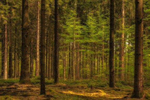 Stimmungsvoller Drenther Wald im Sonnenlicht