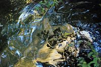 Waterreflectie 2, gaasperpark