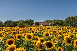 Zonnebloemen van Bram van Broekhoven