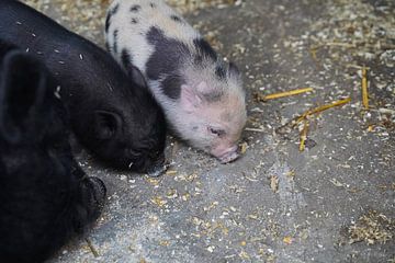 Mini pig piglet and mother by Babetts Bildergalerie