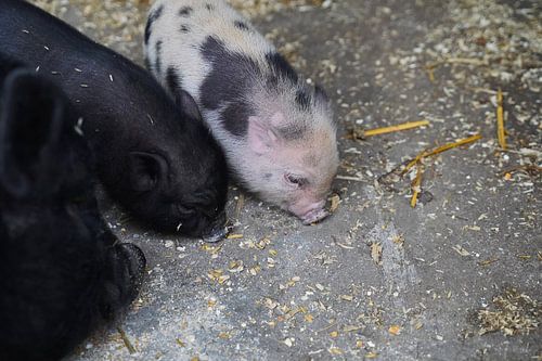 Mini pig piglet and mother