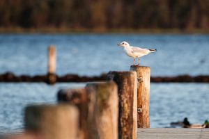 Möwe im warmen Morgenlicht