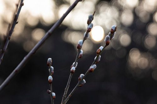 De lente is in aantocht