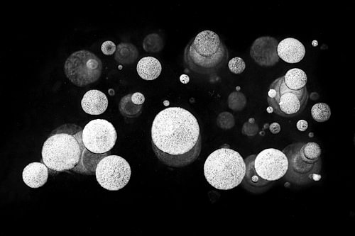 Circles in the ice