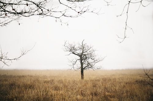 Baum in der Heidelandschaft