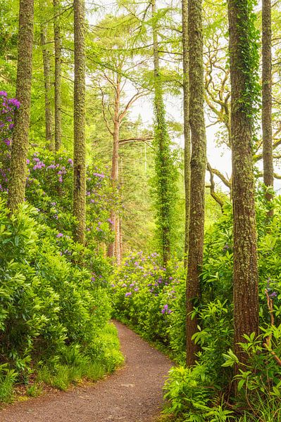 Rhododendrons - Killarney (Irlande) par Marcel Kerdijk