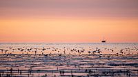 Birds on the Frisian mudflats