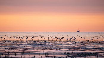 Lepelaars op het Friese wad