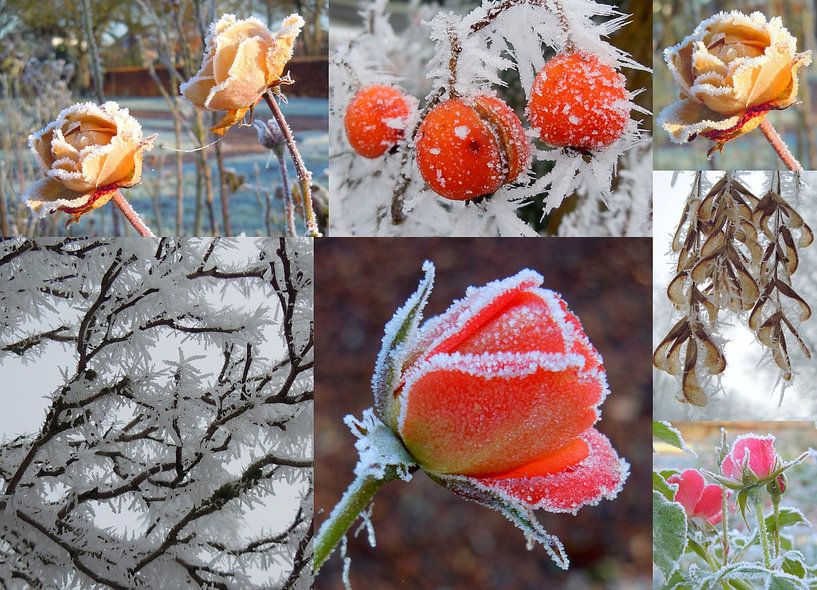 Erstaunliche Rosen von SpeelseKunst