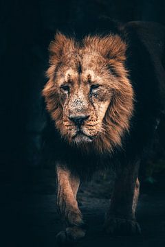 Oude ontspannen leeuw in beeld. van Fotos by Jan Wehnert