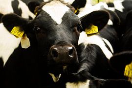 koeien by Casper Zoethout