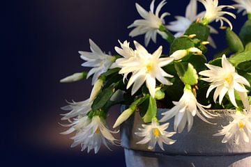 Easter cactus