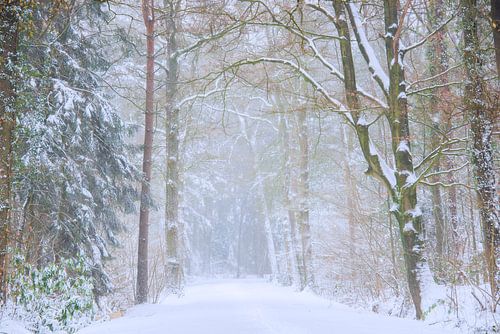 Forest landscape in the snow