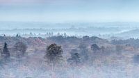 Uitzicht over de Kaapse Bossen, Doorn