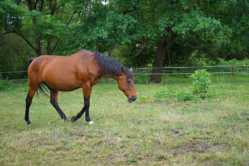Trakehner Feldmeyer in the pasture by Babetts Bildergalerie