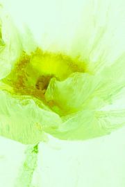 Icelandic poppy, coloured green