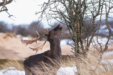 Brauner Damhirsch mit Geweih im Schnee von Anne Zwagers