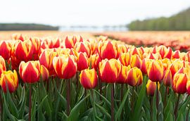 tulip field by Henriette Tischler van Sleen