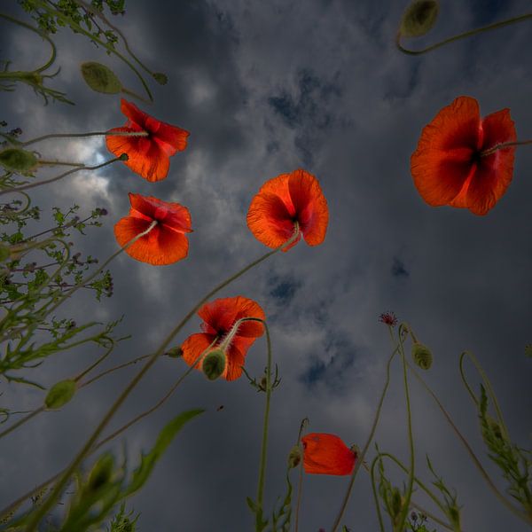 coquelicots sur fond sombre par Hans Kool