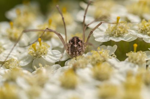 Flower spider